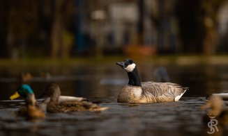 Apariție rară! Gâsca canadiană, din nou pe Lacul Chios din Cluj-Napoca