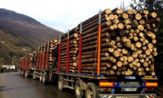 Un pădurar din județul Cluj a fost reținuț de polițiști. Cum ajuta la furat de lemne